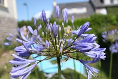 Agapanthe